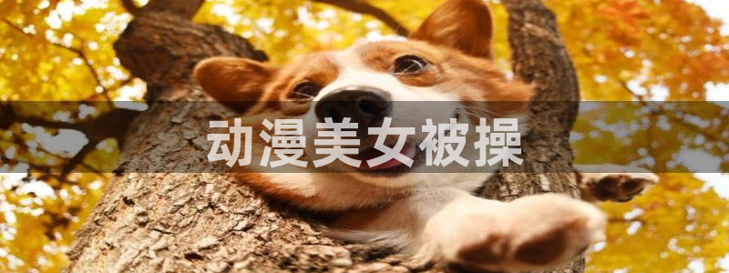 地狱少女三鼎樱花动漫